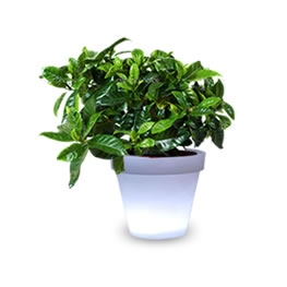 LED Grow y Gadgets